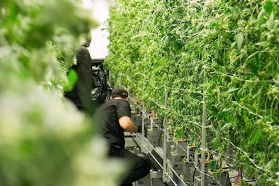 Cannabis Workers Adobe Stock Credit The Colonel Resized