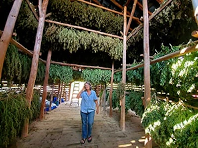 asheville hemp drying