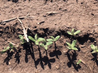 From The Ground 2019 Fmt