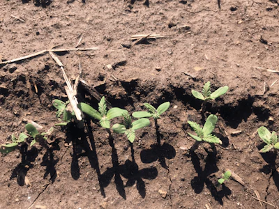 From The Ground 2019 Fmt