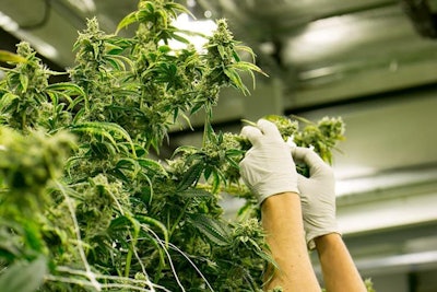 Handsand Cannabis Growing Indoors Adobe Stock Credit The Colonel Resized