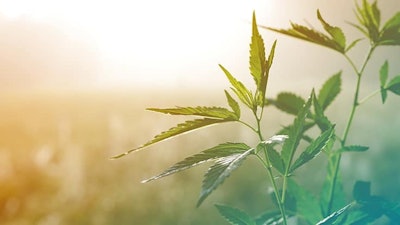 Hemp Stock