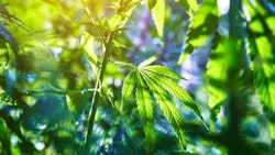 Hemp