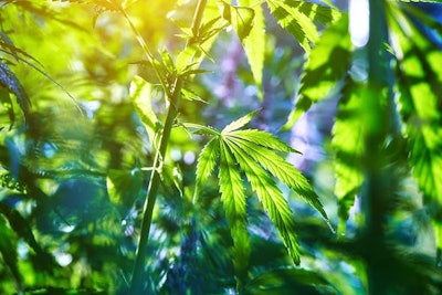 Hemp