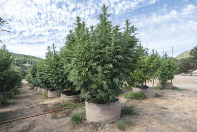 Honey Dew Farm Fmt