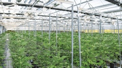 Howto Rapidly Expand Recreational Cannabis Markets
