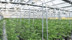 Howto Rapidly Expand Recreational Cannabis Markets