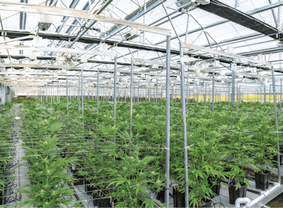 Howto Rapidly Expand Recreational Cannabis Markets
