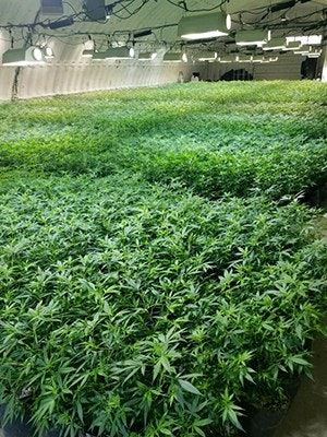 ecogen facility