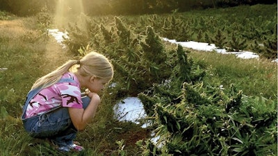 Justice For Hemp Cover Imagefmt