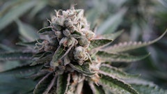 Kush1