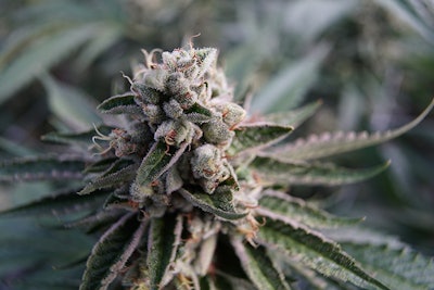 Kush1
