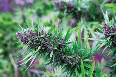 Mh Purple 5 Fmt