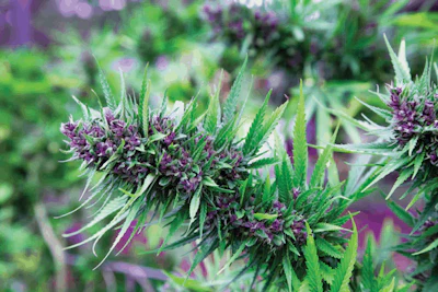 Mh Purple 5 Fmt