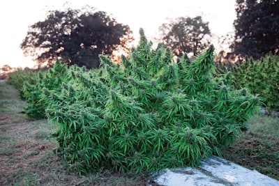 Og 1 Fmt