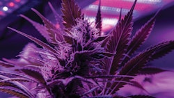 The Case For Energy Efficient Cultivation