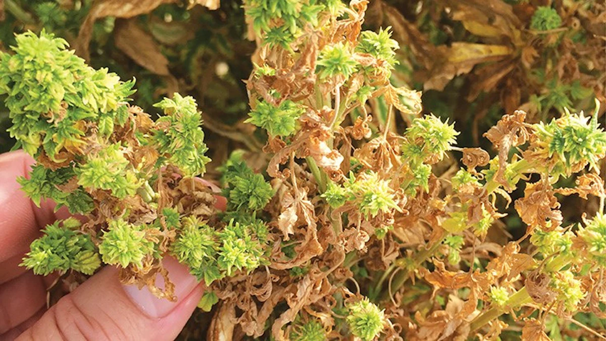 Common Marijuana & Hemp Diseases | Cannabis Business Times