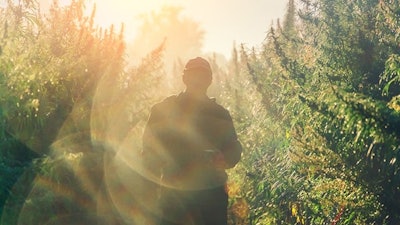 Adobestock Hemp Web Resized