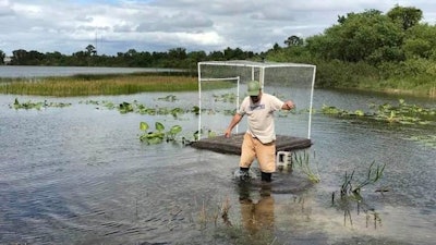 Steve Edmonds wades through a lake where he's growing hemp in attempt to suck up the excess nutrients in the water and minimize algae growth.