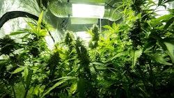 Cannabis Growing Indoors Adobe Stock Credit Aleksanderkamasi Resized
