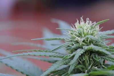 Cannabis Plant Adobe Stock Credit Miravision Resized