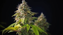 Cannabis Plant Cola Adobe Stock Credit Rgbspace Resized