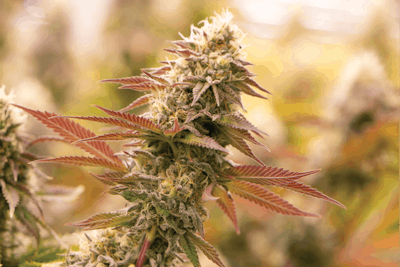 Dr Dank Cannabis Business Times Galenas Fmt