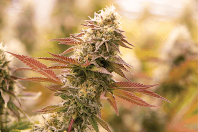 Dr Dank Cannabis Business Times Galenas Fmt