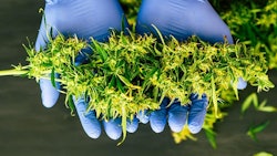 Gloved Hands Holding Cannabis
