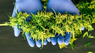 Gloved Hands Holding Cannabis