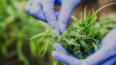 Gloved Hands Holding Cannabis Adobe Stock Credit Tinnakorn Resized