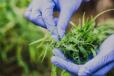 Gloved Hands Holding Cannabis Adobe Stock Credit Tinnakorn Resized