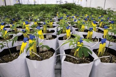 Grow Room 002 Fmt