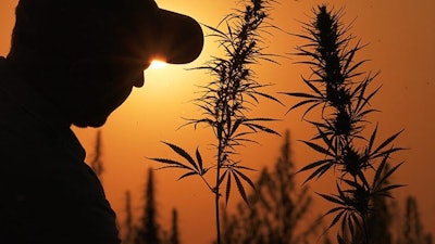 Hemp Farmer Krupnyiplan