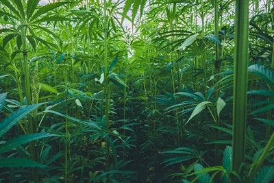 Hemp Samuel