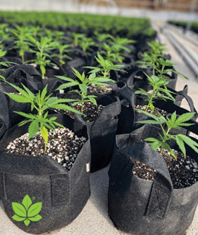 Hemp Transplants Ferticell Fmt