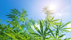 Hemp2