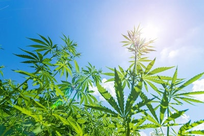 Hemp2