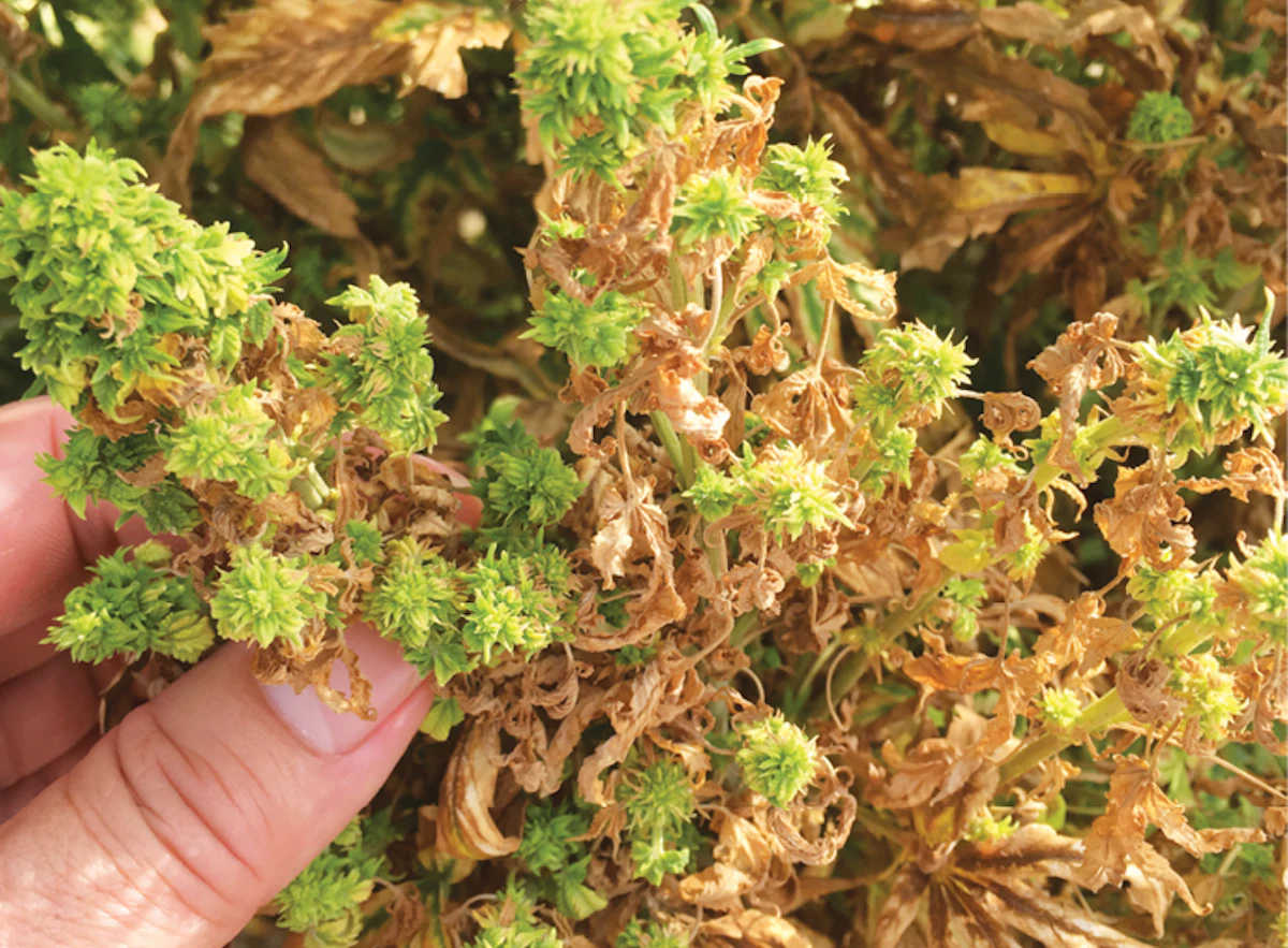 blended tobacco vuse Vuse Golden Tobacco | Classic Flavour Pods