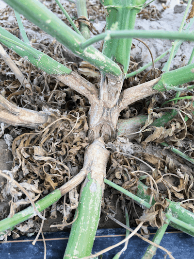 Img 2703 Pythium Crown Rot Fmt