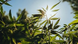 Johnalexandr Adobe Stock Hemp