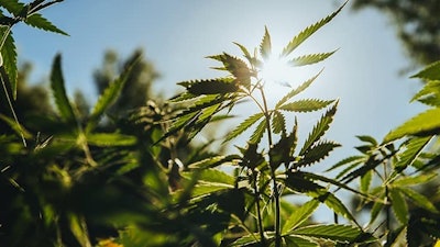 Johnalexandr Adobe Stock Hemp