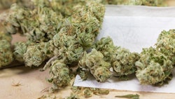 Marijuana Adobe Stock Credit Capjah Resized