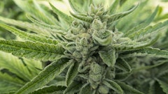 Marijuana Bud Close Up Adobe Stock Credit Cascade Creatives Resized