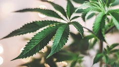 Marijuana Leaves Adobe Stock Credit Capjah Resized