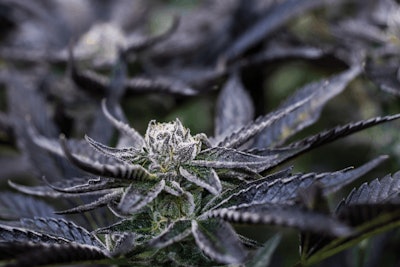 Rainbow Chip 003 Fmt