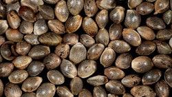 Seeds