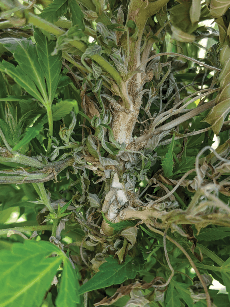 White Mold