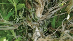 White Mold