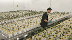 4 Tipsto Ensure Flower Consistency
